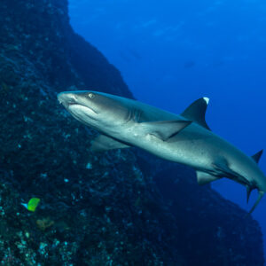 Whitetip reef shark turning along a reef wall in blue water, Roca Partida, Revillagigedo, Mexico