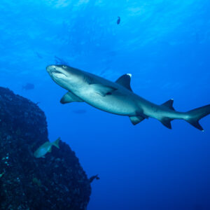 Whitetip reef shark swimming off a reef wall into open blue water, Roca Partida, Revillagigedo, Mexico