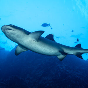 Whitetip reef shark seen from below against bright surface water, Roca Partida, Revillagigedo, Mexico