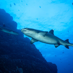 Two whitetip reef sharks swimming along a steep wall toward the light, Roca Partida, Revillagigedo, Mexico