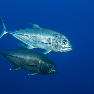 Pair of giant trevallies, one silver and one dark, swimming side by side, Roca Partida, Revillagigedo, Mexico