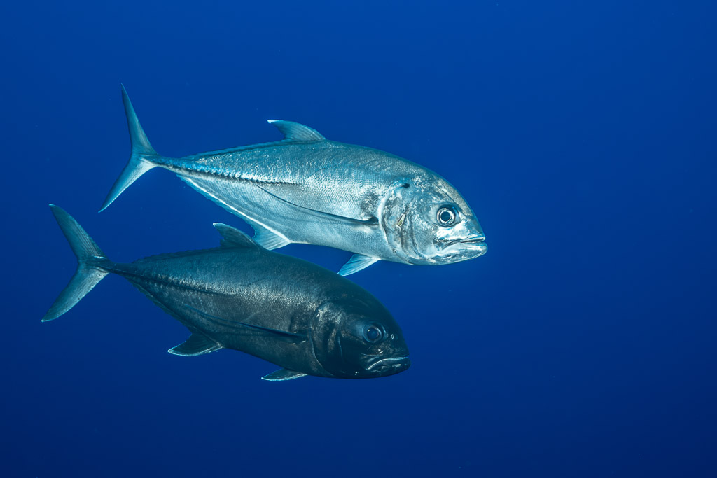 Pair of giant trevallies, one silver and one dark, swimming side by side, Roca Partida, Revillagigedo, Mexico