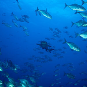 Whitetip reef shark heading toward camera through a bigeye trevally school, Roca Partida, Revillagigedo, Mexico