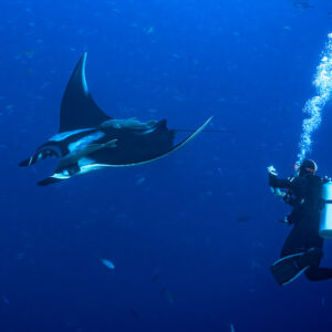 Giant oceanic manta ray passing a diver who exhales a column of bubbles, Roca Partida, Revillagigedo, Mexico