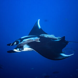 Giant oceanic manta ray with remoras banking toward the camera, Roca Partida, Revillagigedo, Mexico