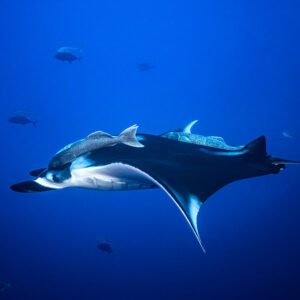 Giant oceanic manta ray in side view with two remoras on its back, Roca Partida, Revillagigedo, Mexico