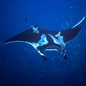 Giant oceanic manta ray from below, wings spread over a fish school, Roca Partida, Revillagigedo, Mexico