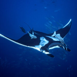 Giant oceanic manta ray banking with white-edged wing tip raised, Roca Partida, Revillagigedo, Mexico