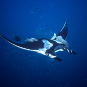 Giant oceanic manta ray gliding with remoras, long wings arched, Roca Partida, Revillagigedo, Mexico
