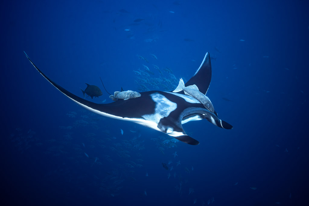 Giant oceanic manta ray gliding with remoras, long wings arched, Roca Partida, Revillagigedo, Mexico