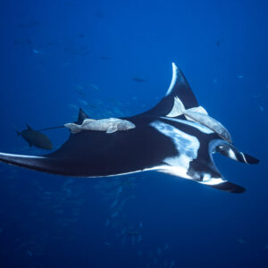 Giant oceanic manta ray carrying remoras, accompanied by a trevally, Roca Partida, Revillagigedo, Mexico
