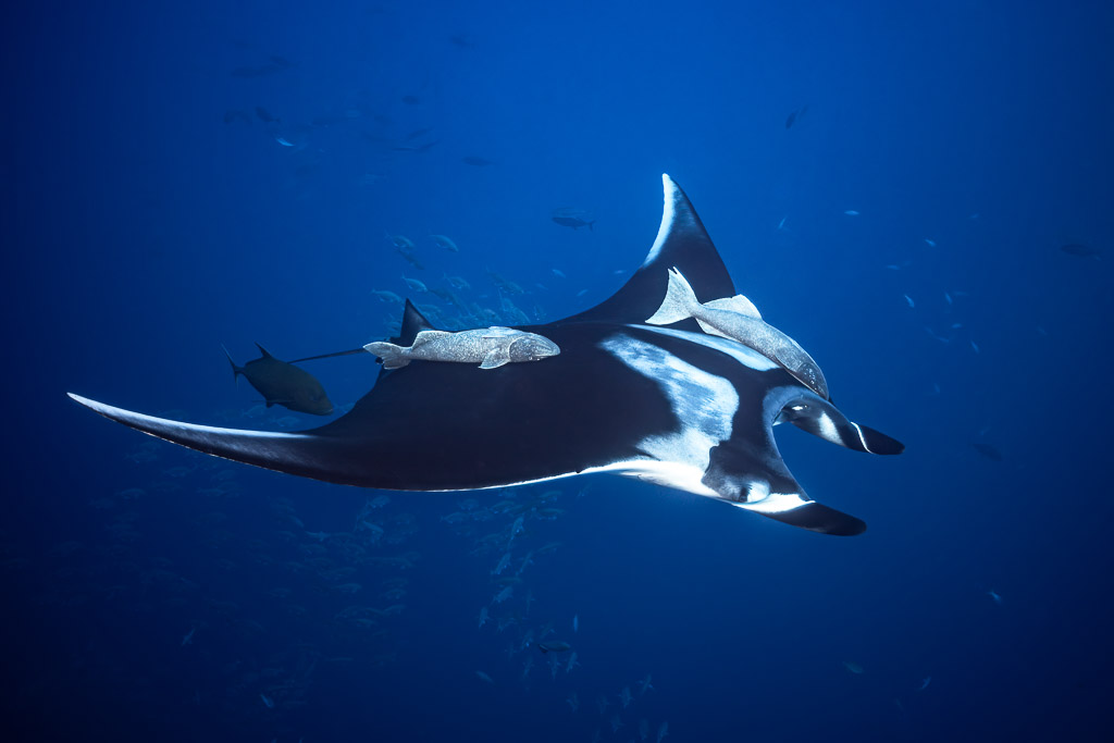 Giant oceanic manta ray carrying remoras, accompanied by a trevally, Roca Partida, Revillagigedo, Mexico