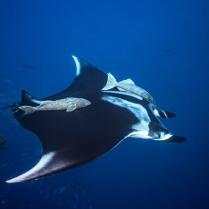 Giant oceanic manta ray from below with remoras along its body, Roca Partida, Revillagigedo, Mexico