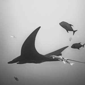 Black-and-white giant oceanic manta ray with remoras and escorting jacks, Roca Partida, Revillagigedo, Mexico