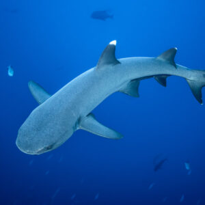 Whitetip reef shark seen from below in open blue water, Roca Partida, Revillagigedo, Mexico