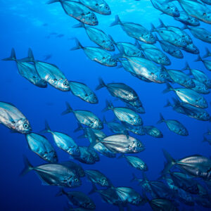 Bigeye trevallies schooling just below the surface, Roca Partida, Revillagigedo, Mexico
