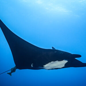 Black giant oceanic manta ray with small white belly patch, from below, Roca Partida, Revillagigedo, Mexico