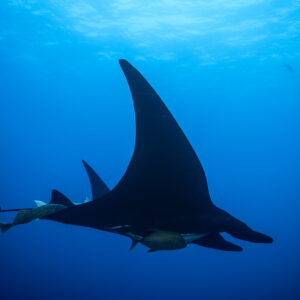 Dark giant oceanic manta ray silhouette with trevallies and remoras, Roca Partida, Revillagigedo, Mexico