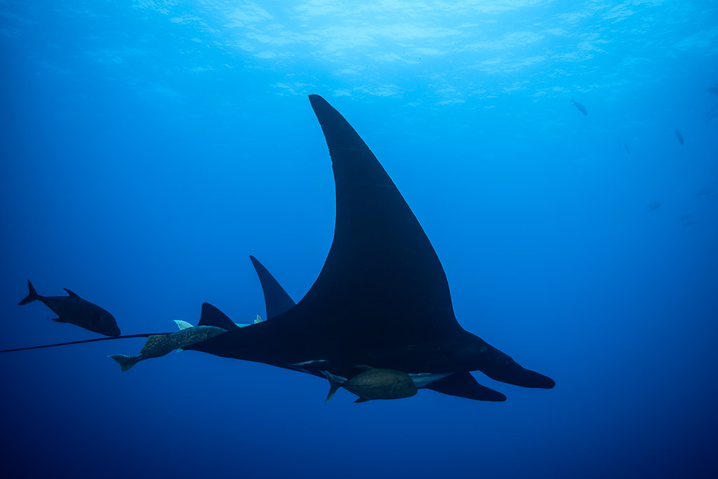 Dark giant oceanic manta ray silhouette with trevallies and remoras, Roca Partida, Revillagigedo, Mexico