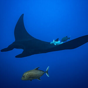 Black giant oceanic manta ray above a golden trevally in blue water, Roca Partida, Revillagigedo, Mexico