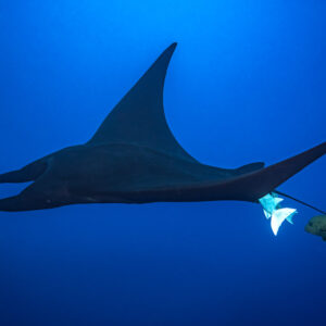Black giant oceanic manta ray in profile with remora and trailing jack, Roca Partida, Revillagigedo, Mexico