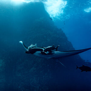 Giant oceanic manta ray in front of a rocky pinnacle under breaking surf, Roca Partida, Revillagigedo, Mexico