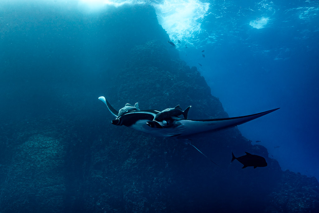 Giant oceanic manta ray in front of a rocky pinnacle under breaking surf, Roca Partida, Revillagigedo, Mexico