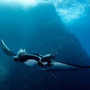 Giant oceanic manta ray with remoras gliding past a pinnacle wall, Roca Partida, Revillagigedo, Mexico