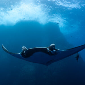 Giant oceanic manta ray head-on below foaming surf over a pinnacle, Roca Partida, Revillagigedo, Mexico