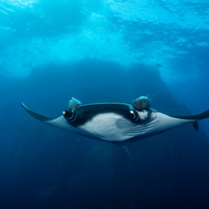 Giant oceanic manta ray approaching with wings raised before a pinnacle, Roca Partida, Revillagigedo, Mexico