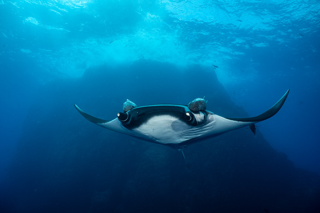 Giant oceanic manta ray approaching with wings raised before a pinnacle, Roca Partida, Revillagigedo, Mexico