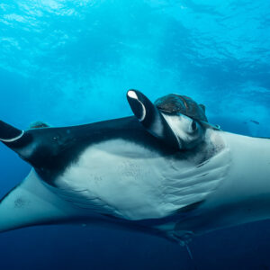 Close-up of a giant oceanic manta ray head and remora under surf, Roca Partida, Revillagigedo, Mexico