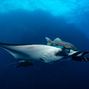Giant oceanic manta ray with remoras on its head, pale underside in profile, Roca Partida, Revillagigedo, Mexico
