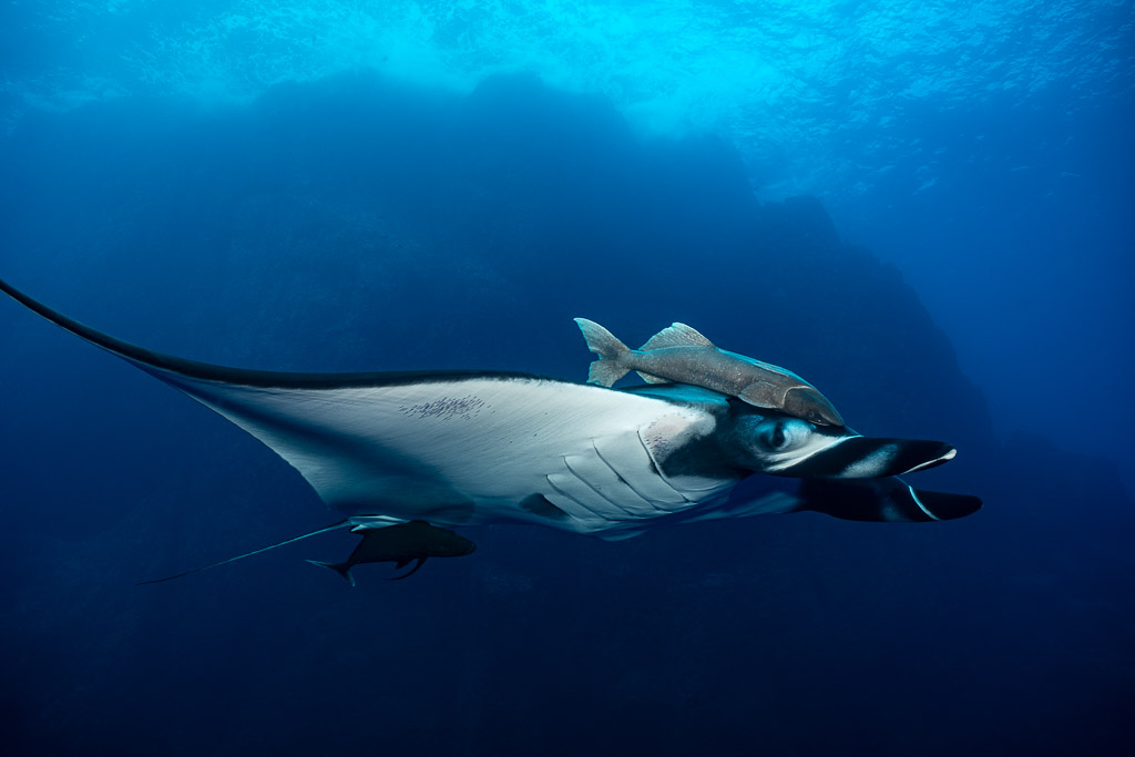 Giant oceanic manta ray with remoras on its head, pale underside in profile, Roca Partida, Revillagigedo, Mexico