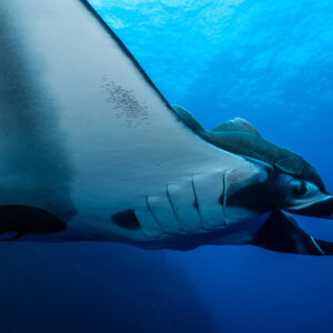 Close-up of a giant oceanic manta ray gill slits and mouth, remora above, Roca Partida, Revillagigedo, Mexico