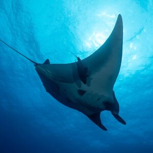Giant oceanic manta ray from below against the sun-dappled surface, Roca Partida, Revillagigedo, Mexico