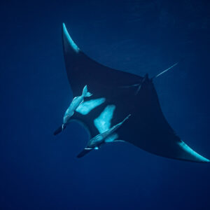 Black giant oceanic manta ray with two pale remoras in deep blue water, Roca Partida, Revillagigedo, Mexico