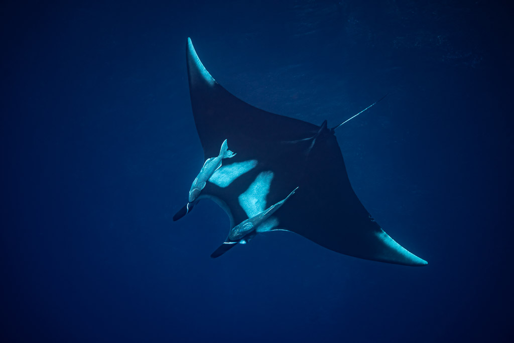 Black giant oceanic manta ray with two pale remoras in deep blue water, Roca Partida, Revillagigedo, Mexico