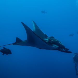 Giant oceanic manta ray with remoras and jacks passing above a diver, Roca Partida, Revillagigedo, Mexico