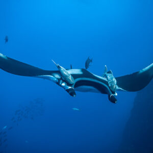 Giant oceanic manta ray head-on with remoras near a dark wall, Roca Partida, Revillagigedo, Mexico