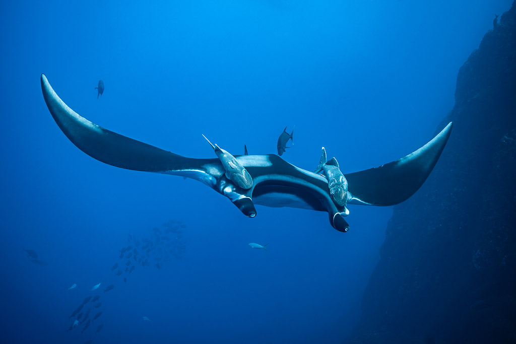 Giant oceanic manta ray head-on with remoras near a dark wall, Roca Partida, Revillagigedo, Mexico