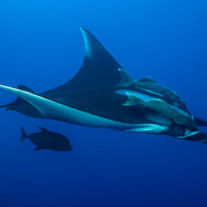Giant oceanic manta ray with large remoras and a dark trevally below, Roca Partida, Revillagigedo, Mexico
