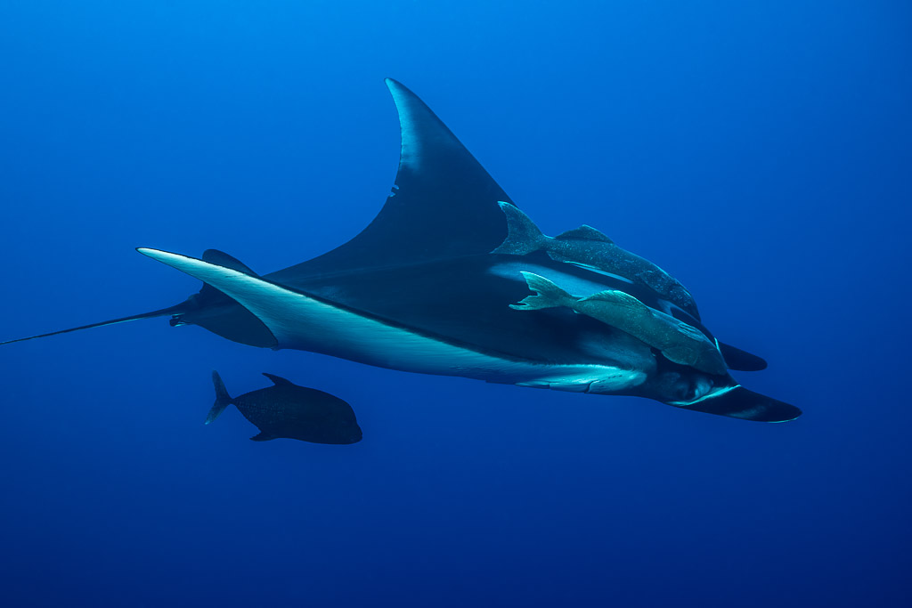 Giant oceanic manta ray with large remoras and a dark trevally below, Roca Partida, Revillagigedo, Mexico