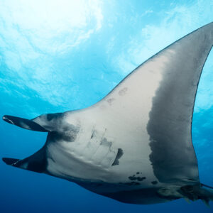 Pale-bellied giant oceanic manta ray banking under bright surface light, Roca Partida, Revillagigedo, Mexico