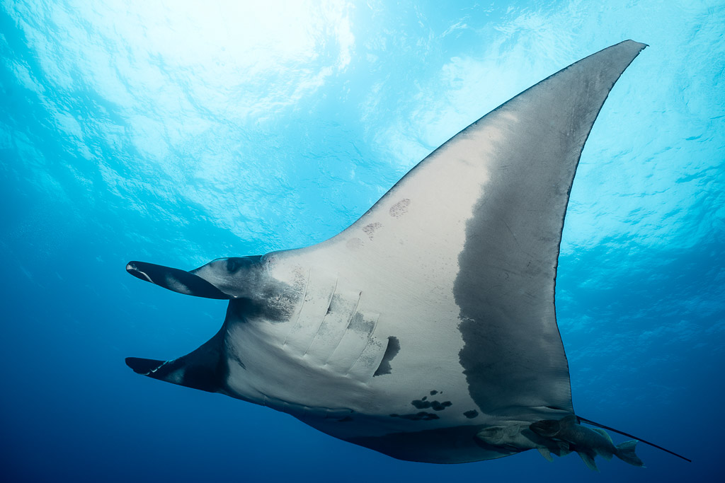 Pale-bellied giant oceanic manta ray banking under bright surface light, Roca Partida, Revillagigedo, Mexico