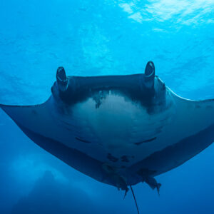 Giant oceanic manta ray head-on from below, belly framed by blue, Roca Partida, Revillagigedo, Mexico