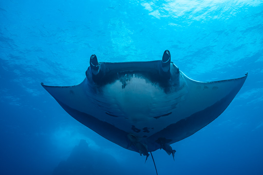 Giant oceanic manta ray head-on from below, belly framed by blue, Roca Partida, Revillagigedo, Mexico