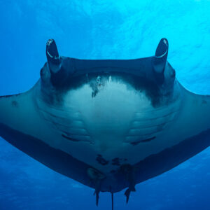 Giant oceanic manta ray head-on with cephalic fins rolled, tighter view, Roca Partida, Revillagigedo, Mexico