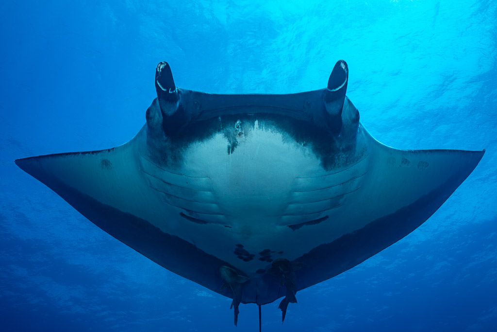Giant oceanic manta ray head-on with cephalic fins rolled, tighter view, Roca Partida, Revillagigedo, Mexico