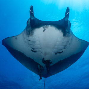 Ventre clair de raie manta océanique cadré sur la surface ensoleillée, Roca Partida, Revillagigedo, Mexique